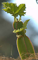 Cissus quadrangularis