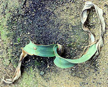 Welwitschia mirabilis seedling