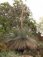 Xanthorrhoea glauca