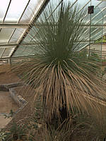 Xanthorrhoea johnsonii