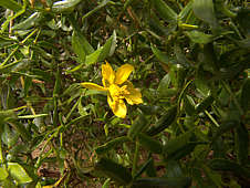 Larrea tridentata