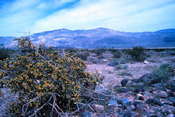 Larrea tridentata