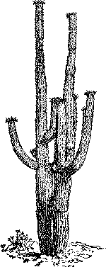 Carnegiea gigantea (Saguaro)