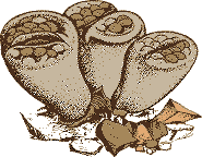 Lithops - a living stone - example of a leaf succulent. Lithops