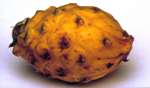 dragon fruit