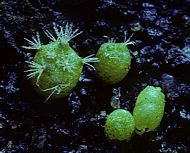 Escobaria strobiliformis seedlings