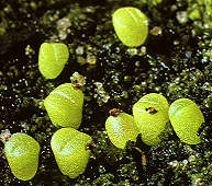 Lithops karasmontana ssp. bella seedlings