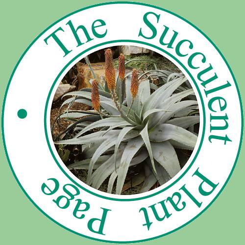 the succulent plant page logo - no script