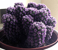 Kosmic Kaktus: purple-dyed Mammillaria gracilis