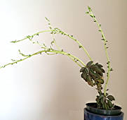 Peperomia asperula