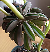 Peperomia asperula