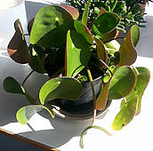 pilea peperomioides