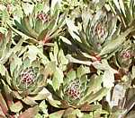 sempervivum